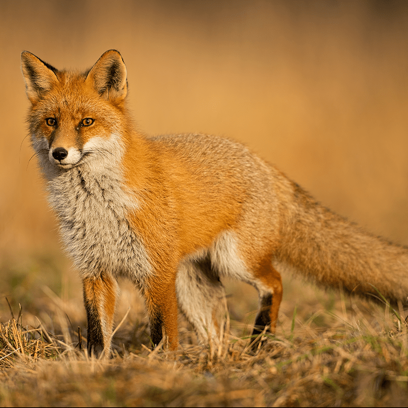 adult-fox-wild-nature