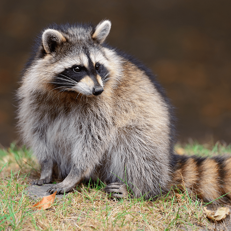 Raccoon Raccoon