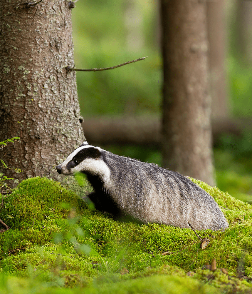badgerre