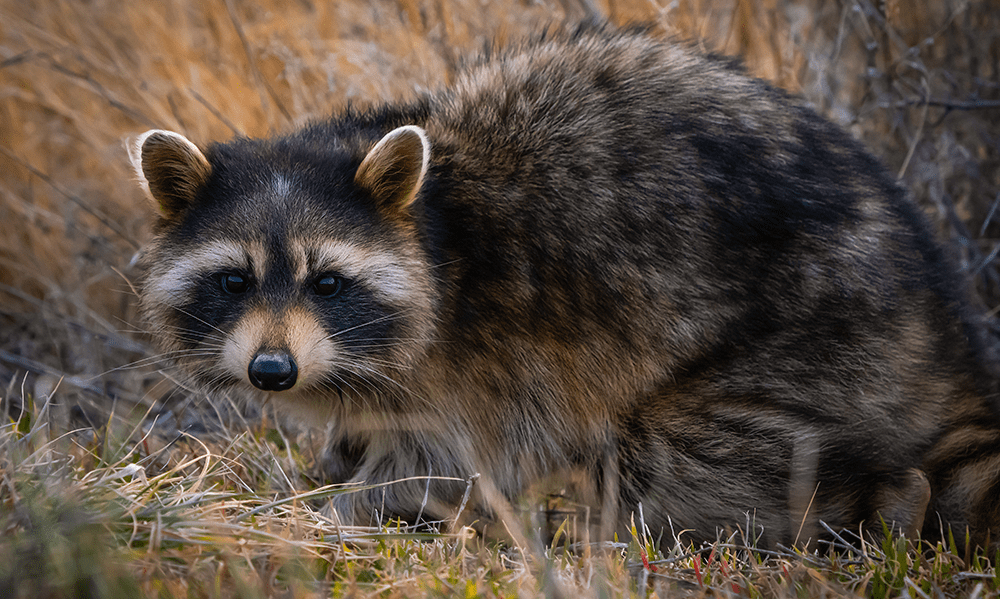 closeup-adorable-raccoon-ground-around-great-salt-lake-utah-us