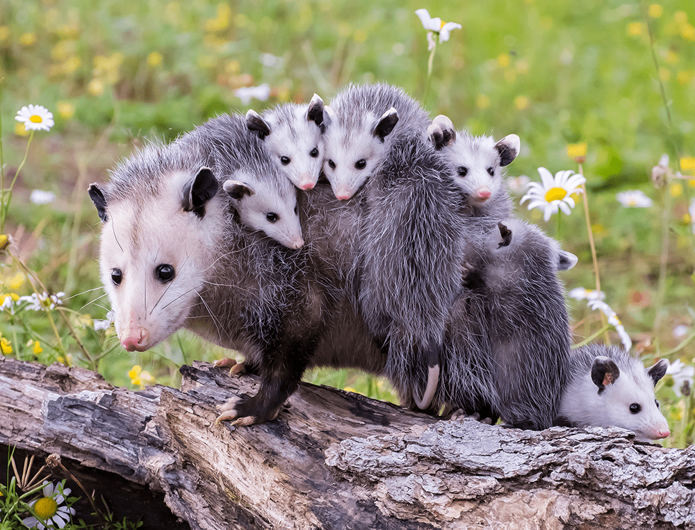 possum